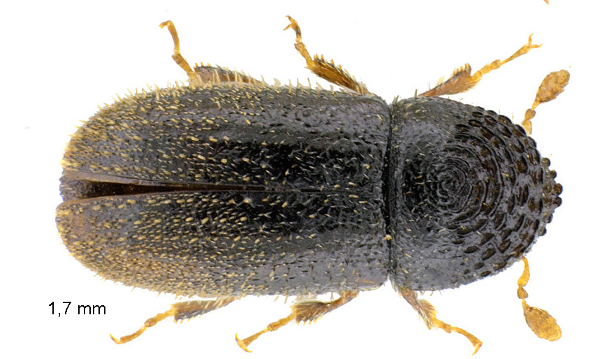 Trypophloeus binodulus (Ratzeburg, 1837)